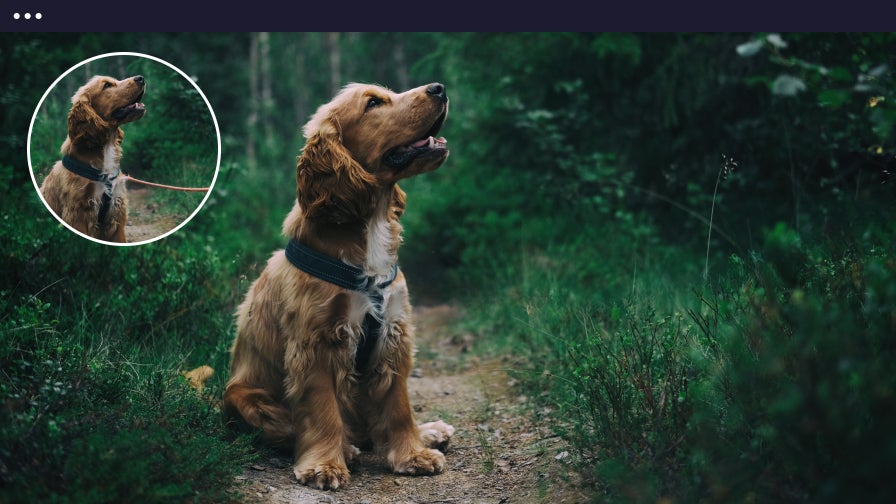Dog on path after using object remover to remove unwanted objects in background.